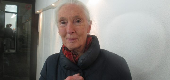 Jane Goodall 01