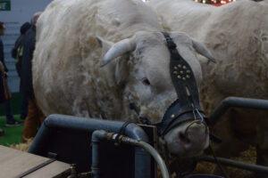 Salon De L'agriculture 13