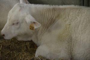 Salon De L'agriculture 18