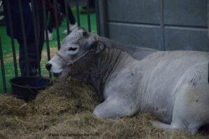 Salon De L'agriculture 21