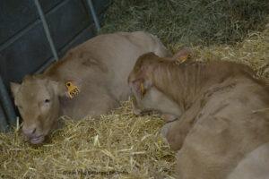 Salon De L'agriculture 23