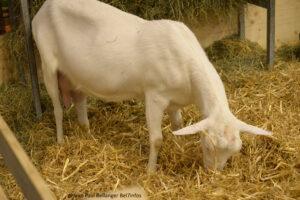 Salon De L'agriculture 26