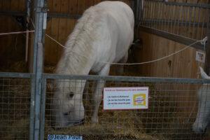 Salon International De L'agriculture 032